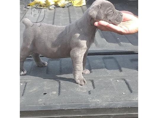 PoulaTo: Διατίθεται κουτάβι Champion Cane Corso